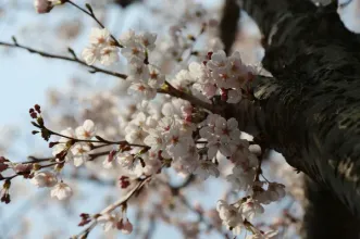 Ponto de Interesse - Feira da Amendoeira em Flor - Freixo de Espado à Cinta| Freixo de Espada À Cinta| Douro