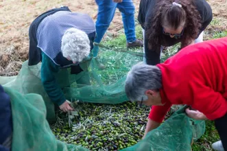 Local - Dia Mundial da Oliveira - Lagoa| Macedo de Cavaleiros| Terras de Trás-os-Montes