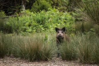 Local - Tapada Nacional de Mafra - Mafra| Mafra| Área Metropolitana de Lisboa| Portugal