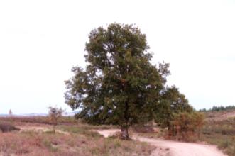Local - Carvalha da Aveleda - Aveleda| Bragança| Terras de Trás-os-Montes| Portugal