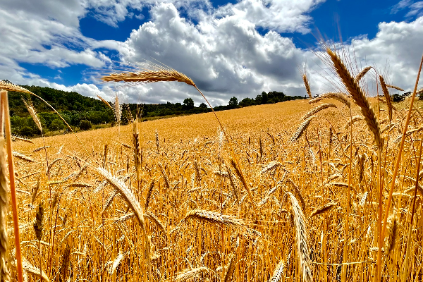 Local - Searas - Baçal| Bragança| Terras de Trás-os-Montes