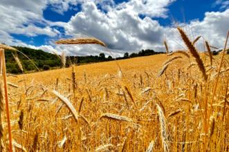 Local - Searas - Baçal| Bragança| Terras de Trás-os-Montes