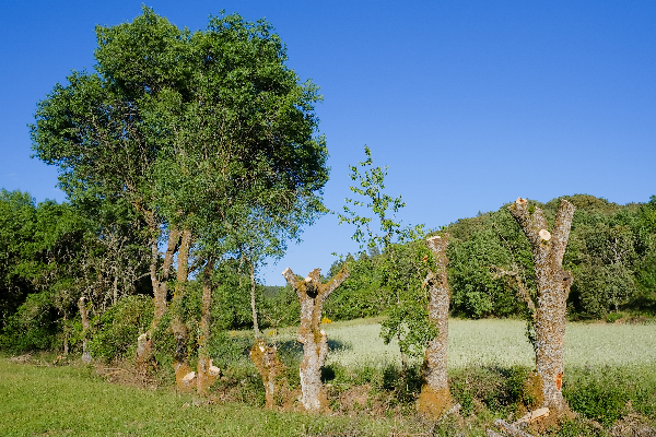 Point of Interest - Os Freixos - Varge| Bragança| Terras de Trás-os-Montes