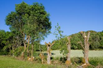 Point of Interest - Os Freixos - Varge| Bragança| Terras de Trás-os-Montes