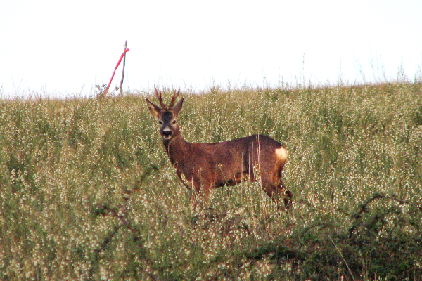 Local - Fauna silvestre e o Homem - Baçal| Bragança| Terras de Trás-os-Montes