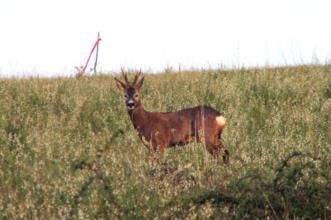 Local - Fauna silvestre e o Homem - Baçal| Bragança| Terras de Trás-os-Montes