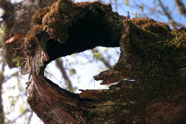Local - Árvore Notável - Rio de Onor | Bragança| Terras de Trás-os-Montes