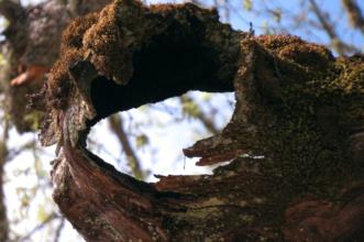 Local - Árvore Notável - Rio de Onor | Bragança| Terras de Trás-os-Montes