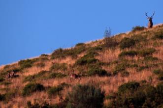 Local - O Veado, senhor das serranias - Rio de Onor | Bragança| Terras de Trás-os-Montes