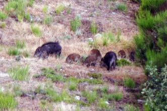 Local - Javalis em ação - Rio de Onor | Bragança| Terras de Trás-os-Montes| Portugal