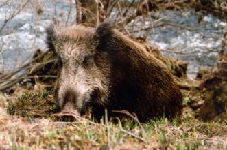 Local - Encontros imediatos com o Javali - Aveleda| Bragança| Terras de Trás-os-Montes| Portugal