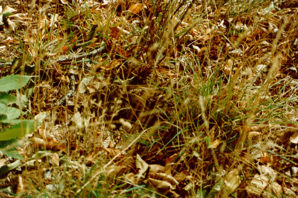 Local - A rainha da camuflagem - Guadramil| Bragança| Terras de Trás-os-Montes