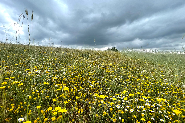 Local - Faceira de Varge - Aveleda| Bragança| Terras de Trás-os-Montes