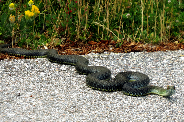 Local - A estrada é para todos passarem - Rio de Onor| Bragança| Terras de Trás-os-Montes