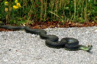 Local - A estrada é para todos passarem - Rio de Onor| Bragança| Terras de Trás-os-Montes| Portugal