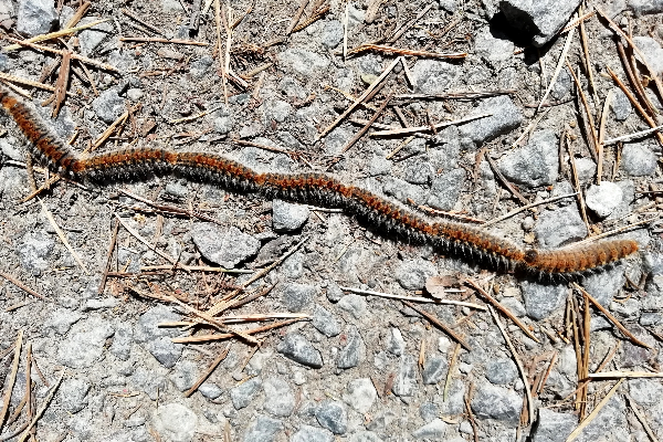 Local - Atenção à procissão - Portelo| Bragança| Terras de Trás-os-Montes