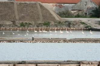 Local - Salinas do Samouco - Samouco| Alcochete| Área Metropolitana de Lisboa