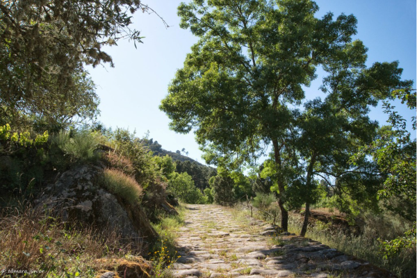 Ponto de Interesse - Ponte e Calçada Romana  - Murça| Murça| Douro