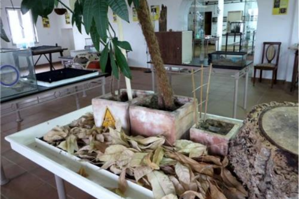 Point of Interest - CAPPAS INSECTOZOO - Museu Vivo de Insectos Sociais - Vila Ruiva| Cuba| Baixo Alentejo