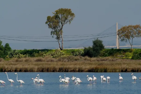 Local - Reserva Natural Sapal de C. Marim e V. R. Sto. António - Vila Real de Santo António| Vila Real de Santo António| Algarve