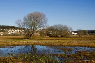 Ponto de Interesse - Pateira de Frossos - Frossos| Albergaria-A-Velha| Região de Aveiro| Portugal