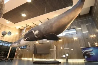 Local - Museu da Baleia - Caniçal| Machico| Região Autónoma da Madeira