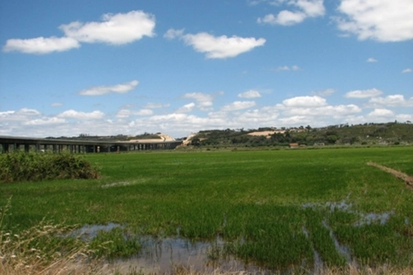 Local - Plantações de Arroz do Mondego - Alqueidão | JF Alqueidão| Figueira da Foz| Região de Coimbra