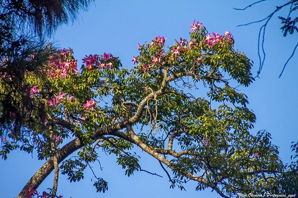 Local - Jardim Botânico - Faculdade de Ciências - Santo António| Lisboa| Área Metropolitana de Lisboa