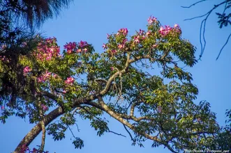 Local - Jardim Botânico - Faculdade de Ciências - Santo António| Lisboa| Área Metropolitana de Lisboa