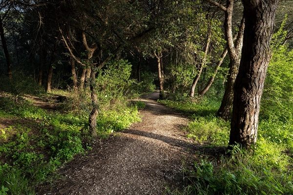 Local - Parque Florestal de Monsanto - Ajuda| Lisboa| Área Metropolitana de Lisboa