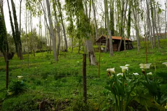 Local - Boco – Aldeia de Portugal - Boco, Soza| Vagos| Região de Aveiro