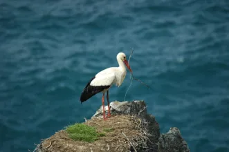 Local - Cabo Sardão - São Teotónio| Odemira| Alentejo Litoral