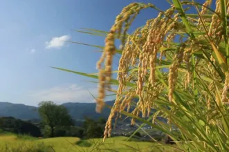 Local - Plantações de Arroz do Mondego - Alqueidão | JF Alqueidão| Figueira da Foz| Região de Coimbra