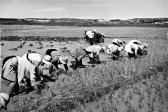 Local - Plantações de Arroz do Mondego - Alqueidão | JF Alqueidão| Figueira da Foz| Região de Coimbra