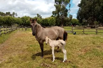 Local - Reserva Natural do Cavalo Sorraia - Alpiarça| Alpiarça| Lezíria do Tejo