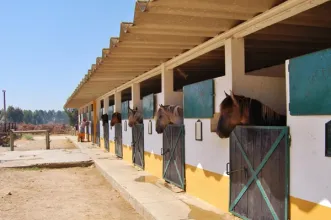 Local - Reserva Natural do Cavalo Sorraia - Alpiarça| Alpiarça| Lezíria do Tejo
