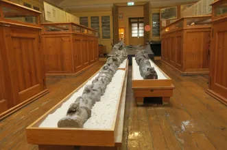 Local - Museu Geológico de Lisboa - Lisboa| Lisboa| Área Metropolitana de Lisboa