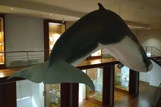 Local - Museu Nacional de História Natural e da Ciência - Lisboa| Lisboa| Área Metropolitana de Lisboa