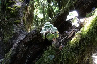 Local - Floresta Laurissilva da Madeira - Junta de Freguesia de São Roque do Faial | Santana| Região Autónoma da Madeira