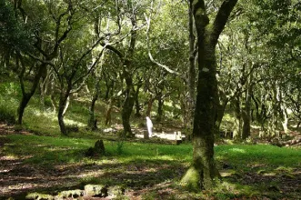Local - Floresta Laurissilva da Madeira - Junta de Freguesia de São Roque do Faial | Santana| Região Autónoma da Madeira