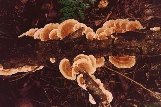 Local - Floresta Laurissilva da Madeira - Junta de Freguesia de São Roque do Faial | Santana| Região Autónoma da Madeira