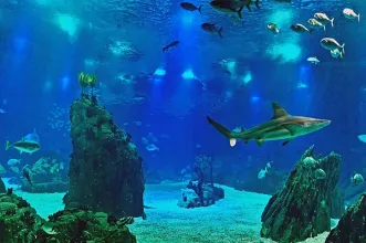 Local - Oceanário de Lisboa - Parque das Nações | Lisboa| Lisboa| Área Metropolitana de Lisboa