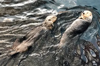 Local - Oceanário de Lisboa - Parque das Nações | Lisboa| Lisboa| Área Metropolitana de Lisboa