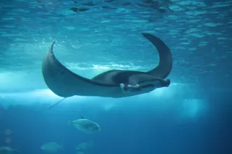 Local - Oceanário de Lisboa - Parque das Nações | Lisboa| Lisboa| Área Metropolitana de Lisboa