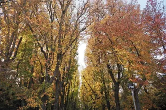 Local - Fundação de Serralves - Porto| Porto| Área Metropolitana do Porto