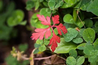 Local - Jardim Botânico - Faculdade de Ciências - Santo António| Lisboa| Área Metropolitana de Lisboa