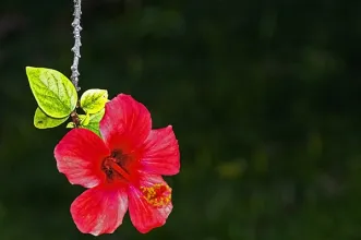 Local - Jardim Botânico - Faculdade de Ciências - Santo António| Lisboa| Área Metropolitana de Lisboa