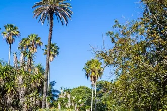 Local - Jardim Botânico - Faculdade de Ciências - Santo António| Lisboa| Área Metropolitana de Lisboa