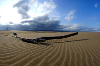 Local - Punta del Fangar - Deltebre| Tarragona