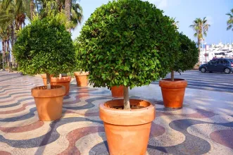 Local - Passeio da Esplanada de Espanha - Alacant/Alicante| Alicante/Alacant